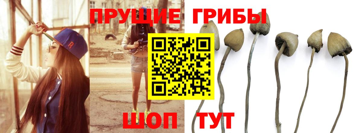 Псилоцибиновые грибы Cubensis  Вход с VPN  Петропавловск-Камчатский 